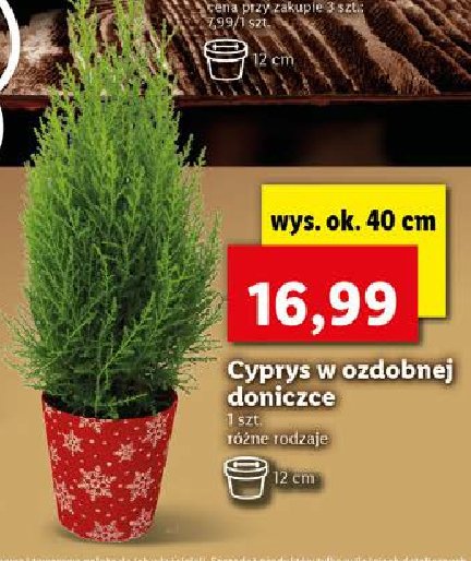 Cyprysik 艣wi膮teczny 40 cm promocja