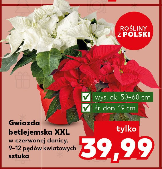 Gwiazda betlejemska w doniczce wys. 19 cm promocja