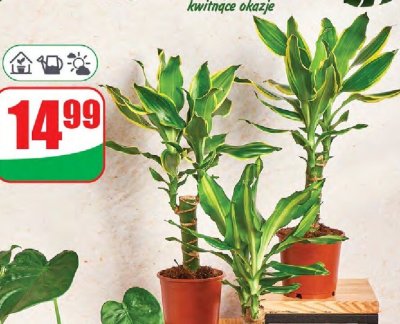 Dracena doniczka 11 cm promocja w Dino