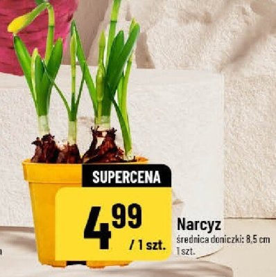 Narcyz promocja w POLOmarket