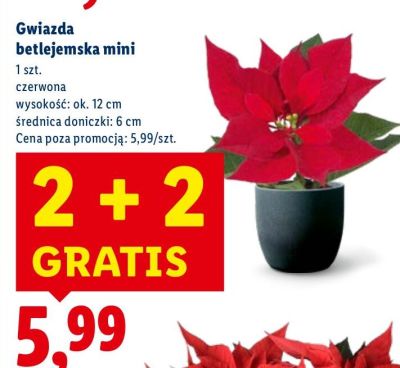 Gwiazda betlejemska mini czerwona promocja w Lidl