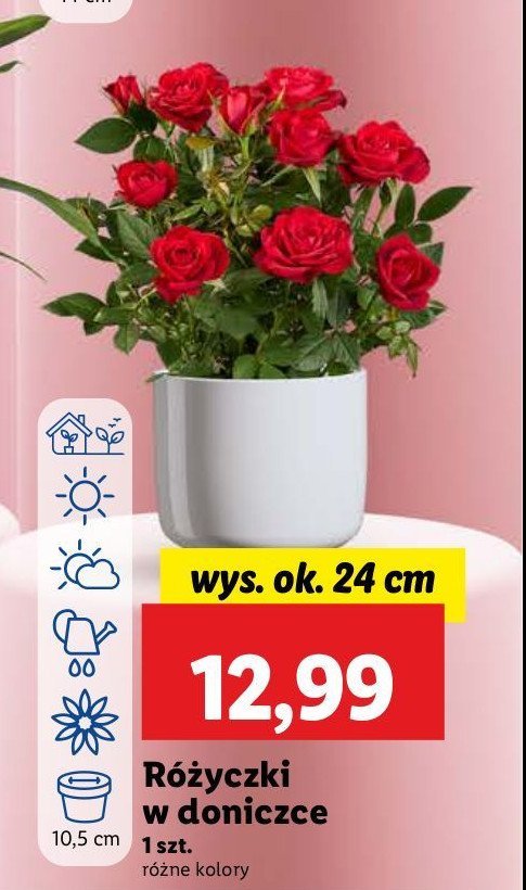 Różyczki 24 cm promocja w Lidl