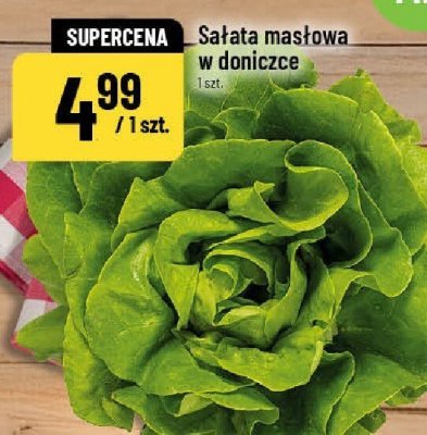 Sałata masłowa w doniczce promocja w POLOmarket