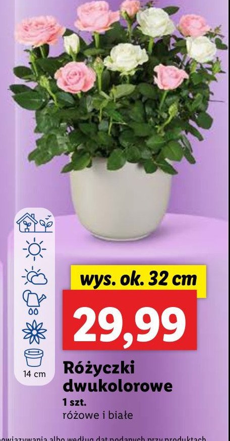 Różanecznik 32 cm promocja w Lidl