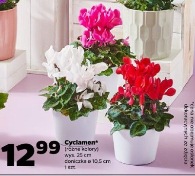 Cyclamen (różne kolory) promocja w Netto