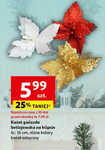 Kwiat gwiazda betlejemska 16 cm promocja