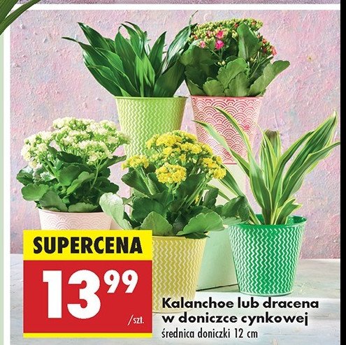 Dracena w doniczce cynkowej promocja w Biedronka