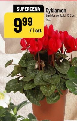 Cyklamen promocja w POLOmarket