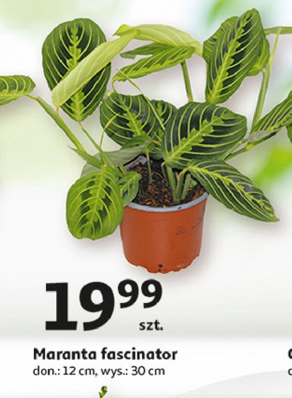 Maranta fascinator 30 cm promocja
