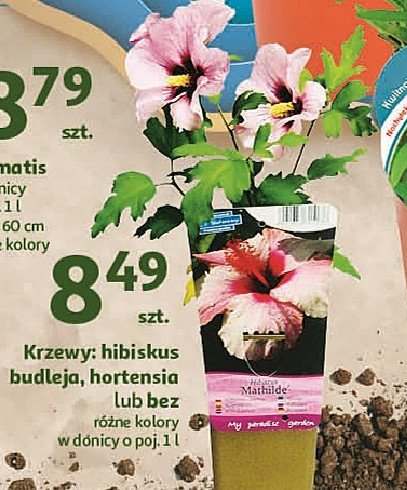 Bez promocja