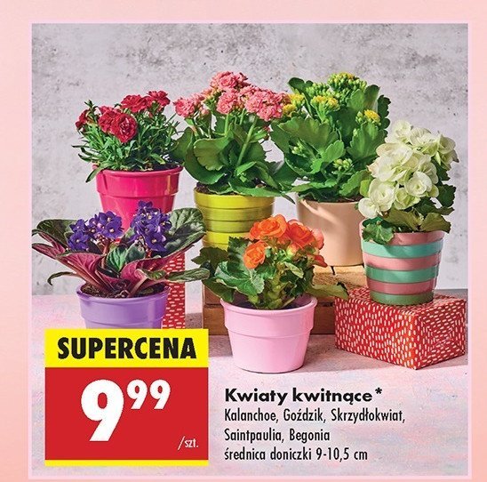 Goździk promocja w Biedronka