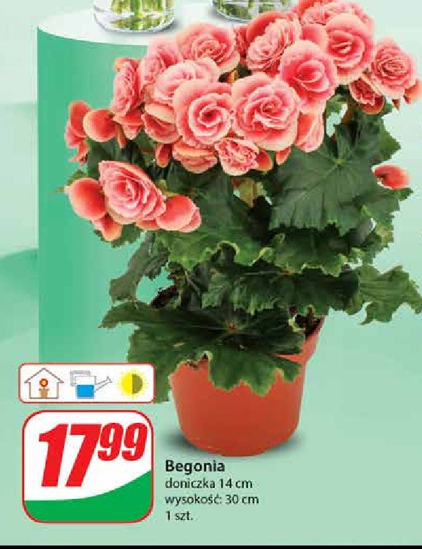 Begonia 30 cm promocja