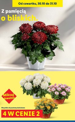 Chryzantemy 4 w cenie 2 promocja w Lidl