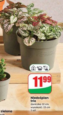 Niedośpian trio doniczka 12 cm wysokość: 15 cm promocja w Dino