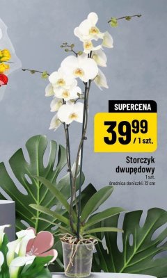 Storczyk dwupędowy promocja w POLOmarket
