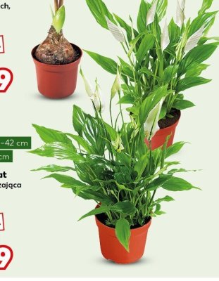 Skrzydłokwiat roślina oczyszczająca powietrze sztuka promocja w Kaufland
