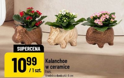 Kalanchoe w ceramice promocja w POLOmarket