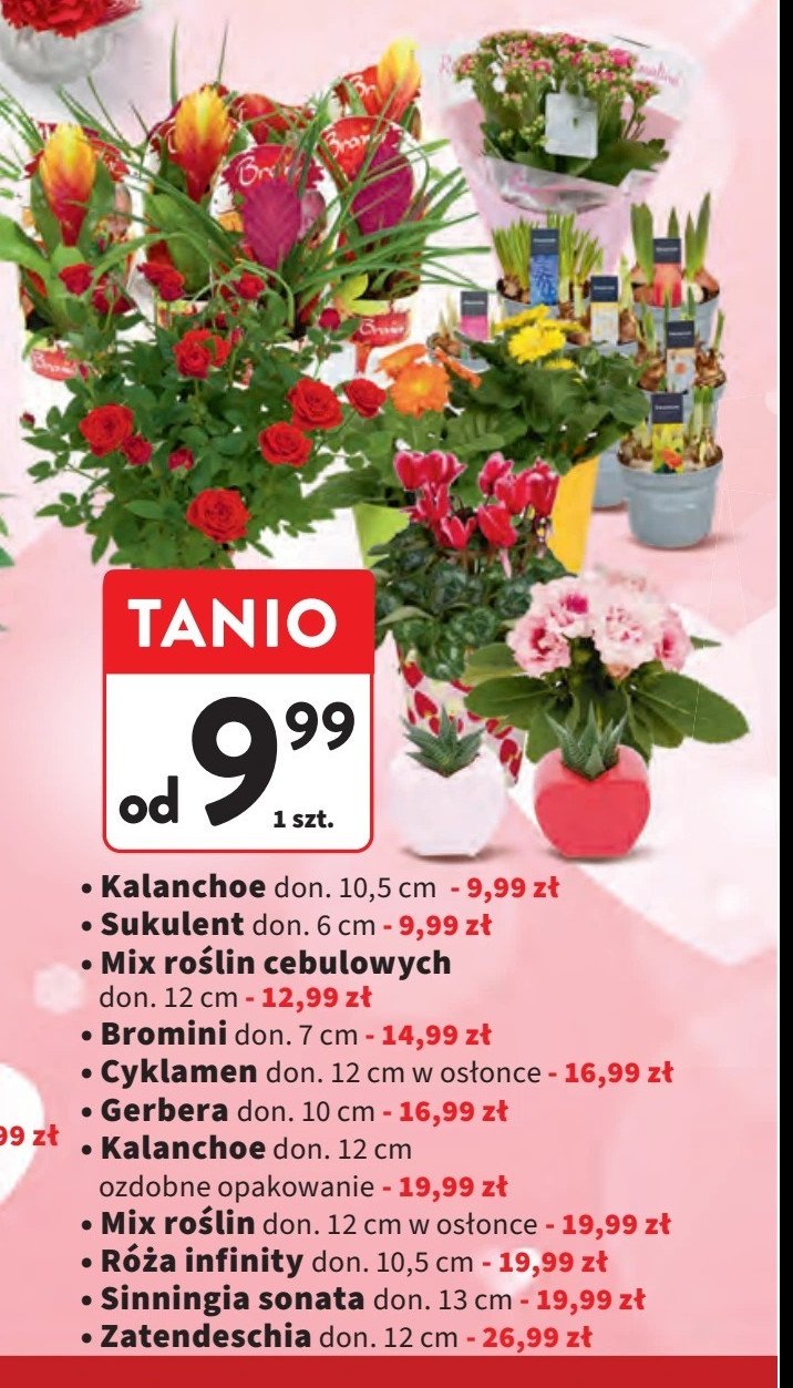 Sinningia sonata 13 cm promocja