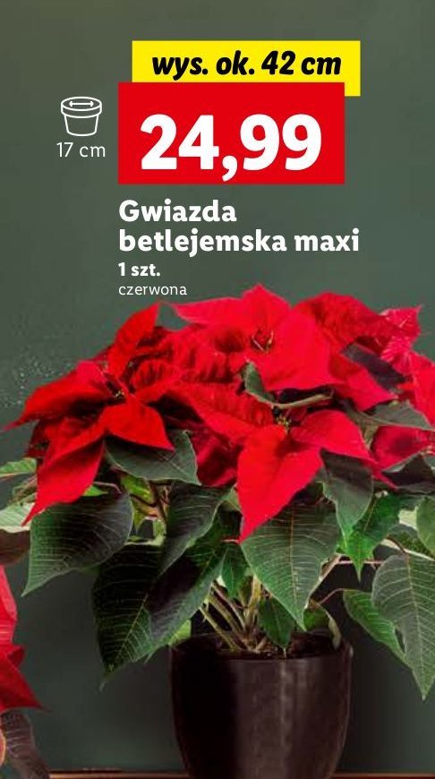 Gwiazda betlejemska promocja