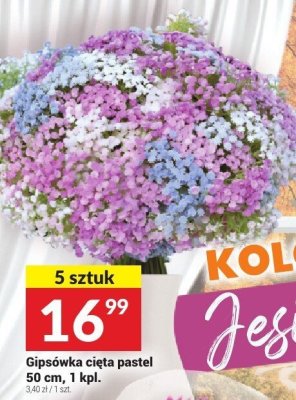 Gipsówka cięta pastel 50 cm, 1 kpl., 5 sztuk promocja w Twój Market
