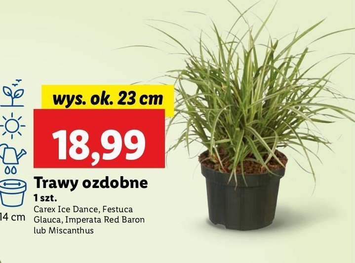 Trawa ozdobna festuca glauca promocja w Lidl