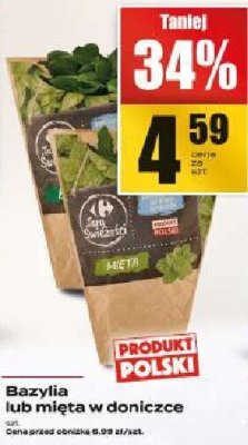 Bazylia w doniczce Supeco promocja w Supeco