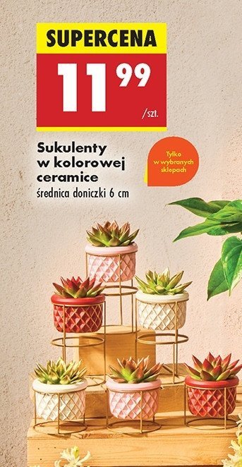 Sukulent w ceramice promocja