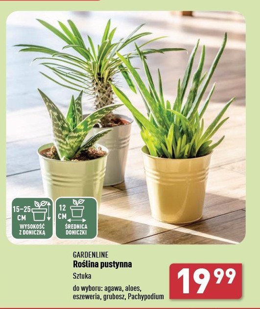 Pachypodium GARDEN LINE promocja