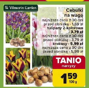 Cebulki tulipanów dwukolorowych Vilmorin garden promocja