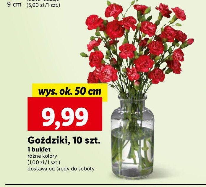 Gożdziki 50 cm promocja