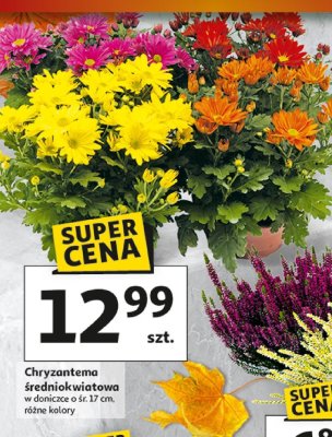 Chryzantema średniokwiatowa w doniczce o śr. 17 cm, różne kolory promocja w Auchan