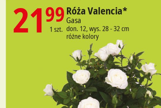 Róża valencia don. 12 cm Gasa group promocja