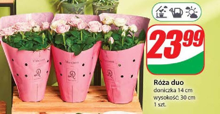 Róża duo promocja w Dino