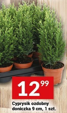 Cyprusik ozdobny doniczka 9 cm, 1 szt. promocja w Twój Market