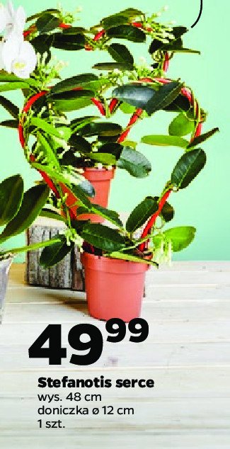 Stefanotis don. 12 cm promocja