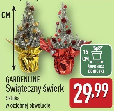Świąteczny świerk GARDENLINE promocja w Aldi
