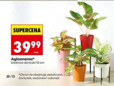 Aglaonema średnica doniczki 12 cm promocja w Biedronka
