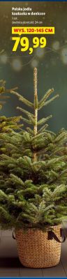 Polska jodła kaukaska w doniczce promocja w Lidl
