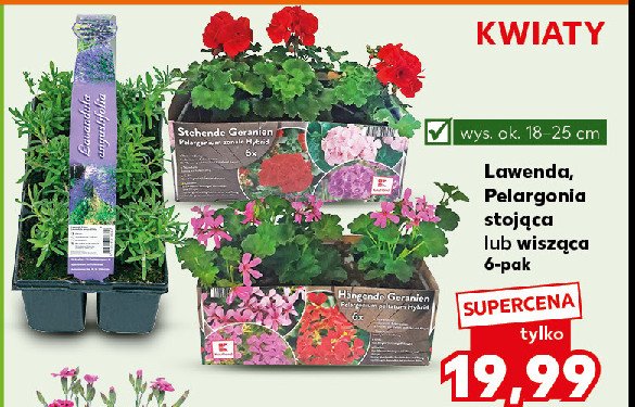 Pelargonia premium stojąca promocja