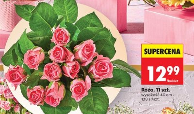 Róża promocja w Biedronka