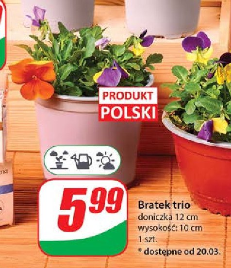 Bratek trio 12 cm promocja w Dino