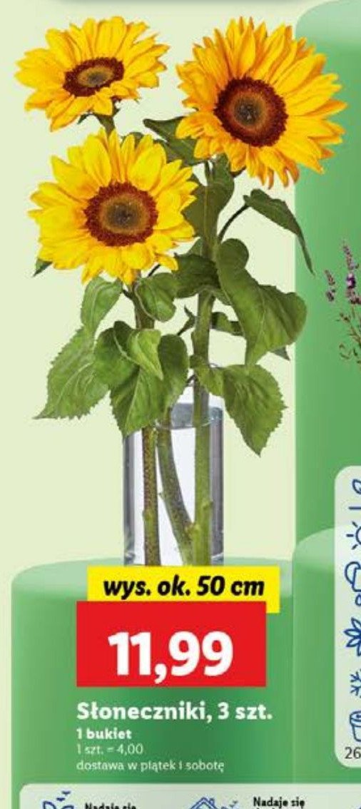 Bukiet słoneczników promocja w Lidl