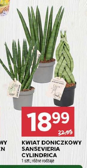 Sansevieria promocja