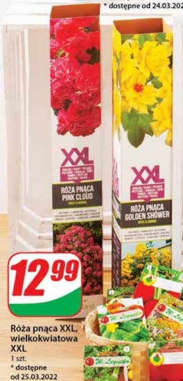R贸偶a pn膮ca pink cloud promocja