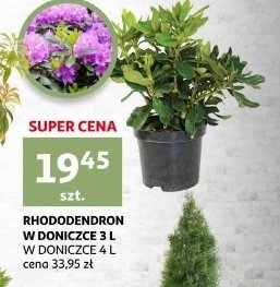 Rhododendron don. 3 l promocja