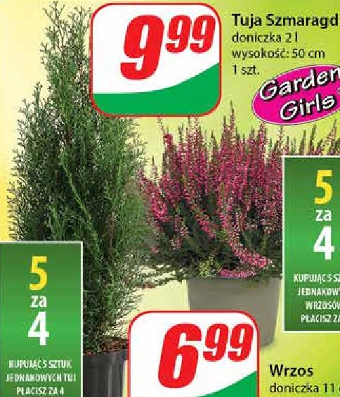 Tuja szmaragd don. 2 l promocja