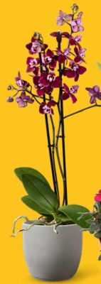 Oferta od poniedziałku, strona 20 promocja w Lidl