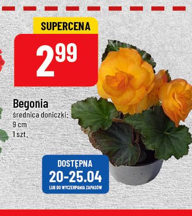 Begonia w don. 19 cm promocja