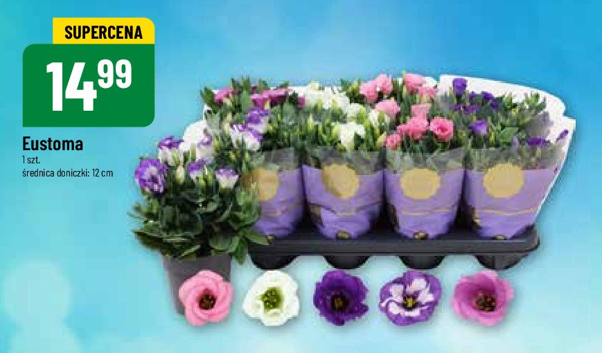 Eustoma 12 cm promocja