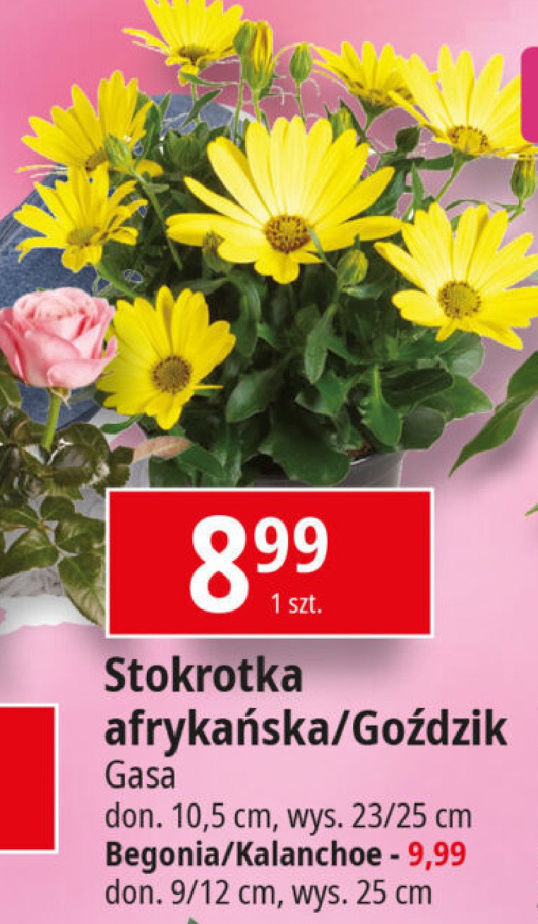 Kalanchoe Gasa promocja